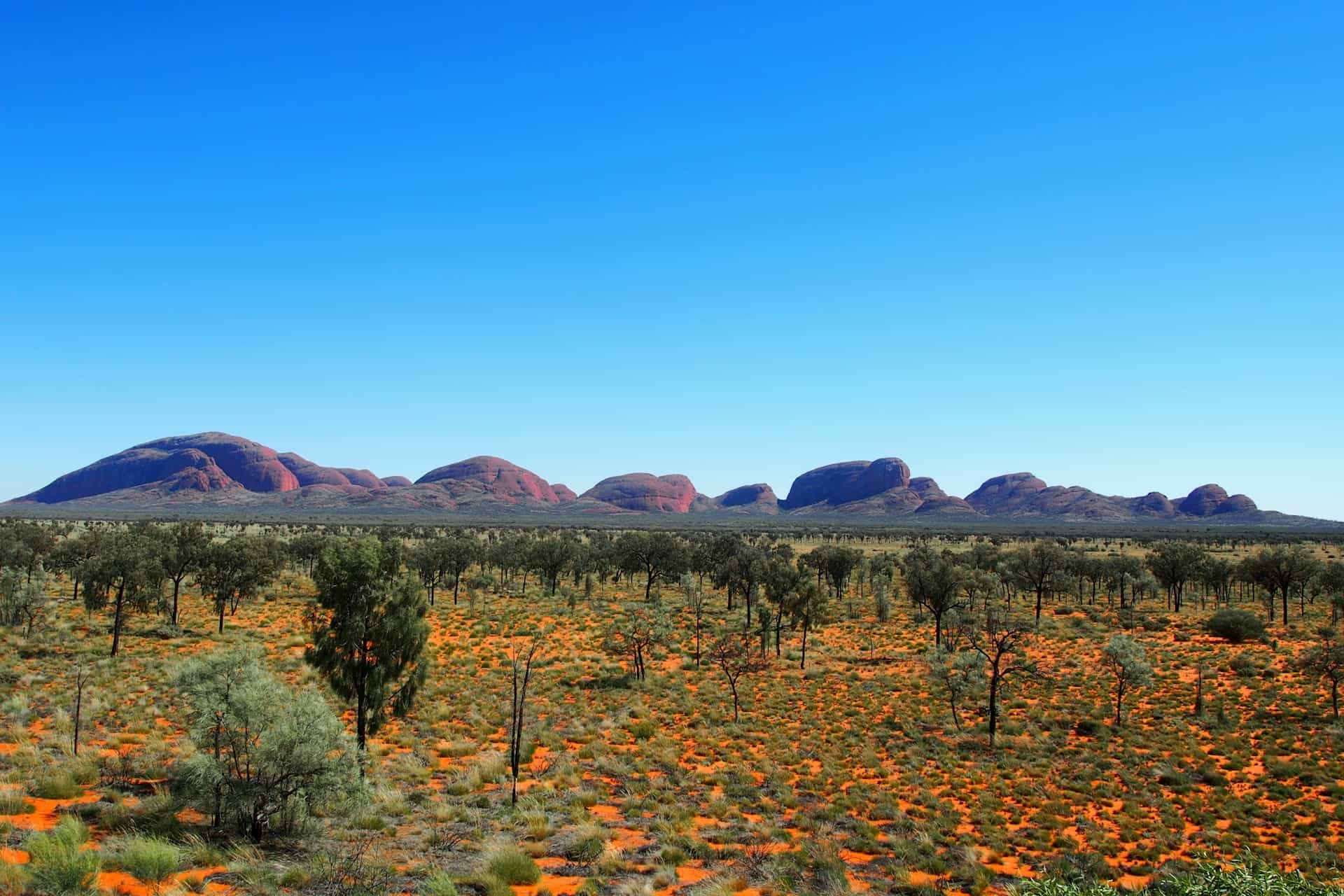 Fleurs orange et dômes rouges de Kata Tjuta en arrière-plan, parc national Uluru-Kata Tjuta