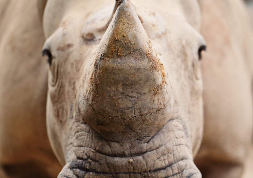 close up of a rhinoceros head and horn 2026 09 25 08 10 30 utc