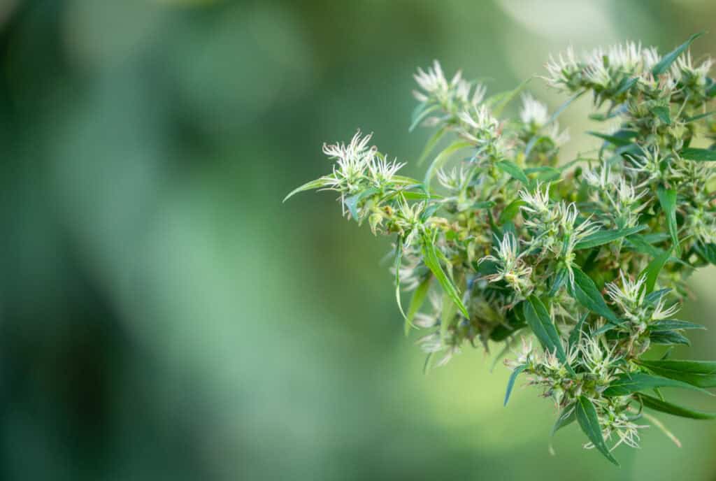 green plant with white blooms against blurred back 2026 09 21 13 06 58 utc