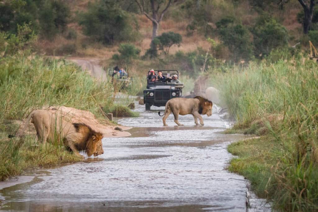 lions cross water while people watch on safari 2026 09 22 03 44 35 utc
